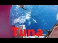 Fishing for tuna in the mediterranean here is the tuna