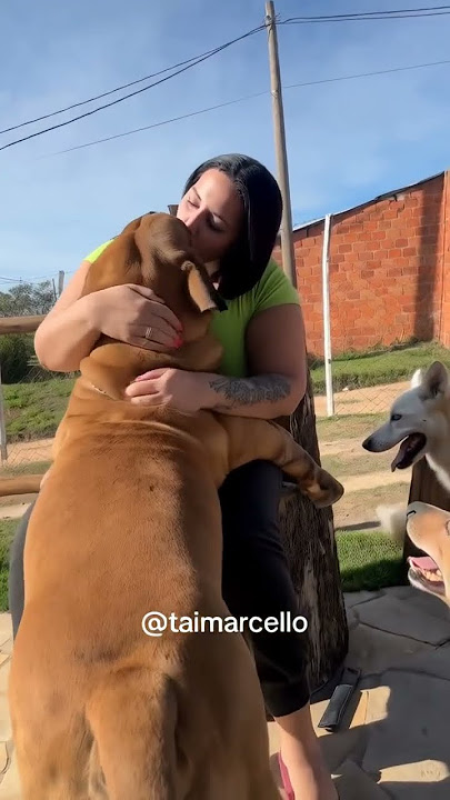 Watch😱 Dog preventing a beautiful girl from doing a workout at home #dog #fannyvideo #fitness #girl