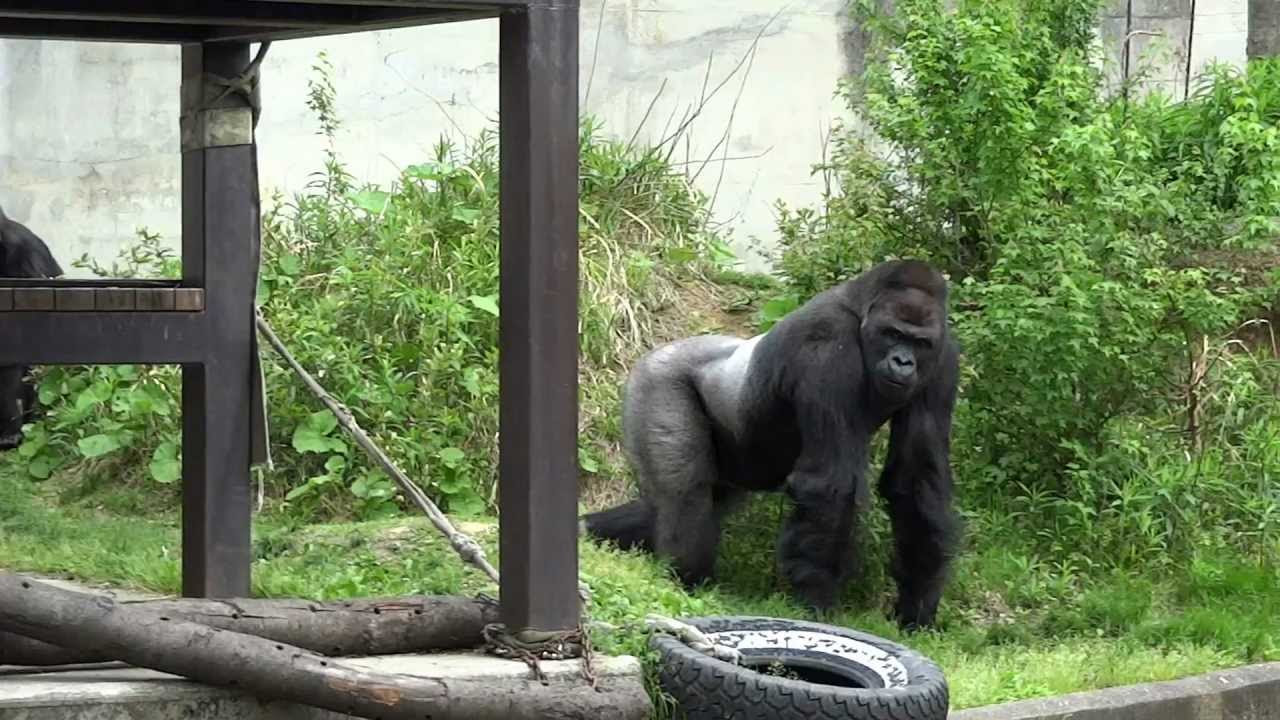 ゴリラのアイちゃん、危機一髪（東山動物園） Ai had a close call