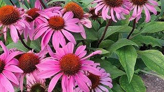 The Astrology of August 1, 2026: Welcome August!