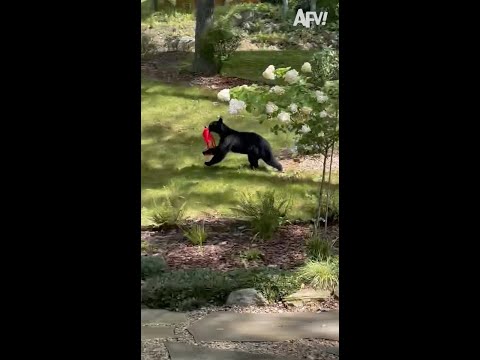 Bear Steals a Bag #shorts #funny