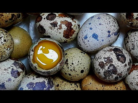 فيديو: ما هي الأطباق التي يمكن صنعها من بيض السمان