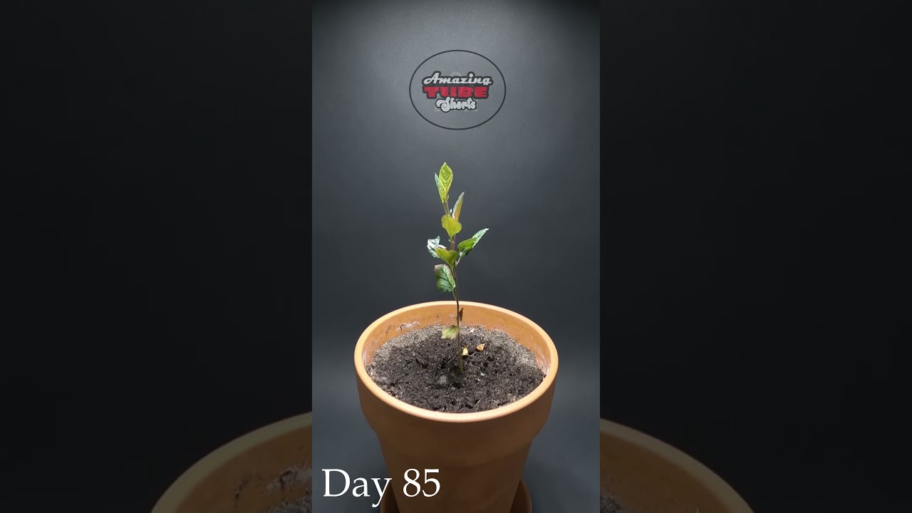 Growing APPLE TREE From seeds in 171 days  - Timelapse 