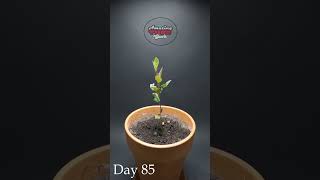 Growing APPLE TREE From seeds in 171 days  - Timelapse #shorts