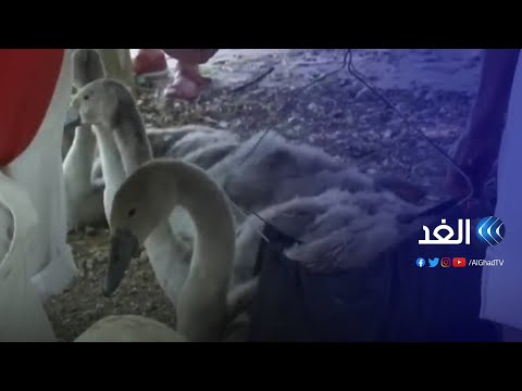 عودة تقليد إحصاء البجع الملكي في بريطانيا بعد توقفه لمدة عام