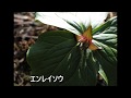 冠山の花:春(♪風景詩- 海援隊カバー)