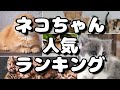 人気猫種ランキング 飼いやすい種類や性格＆特徴は？