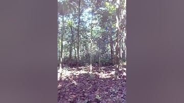#jejakpetualang  pemburu burung paok mojok