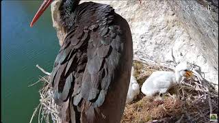 Cigüeñas Negras en Tajo- Bociany czarne- Zica &amp; Natalio🐥🌹🍀🐥🌹🍀🐥Karmienia  &quot; dwojaczków &quot;  04/05/2024