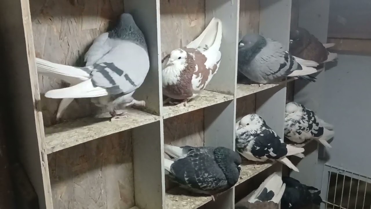 F4LESS ROLLERS LOFT  - 12/5/2025 just feeding birds in the dark feeling sick...