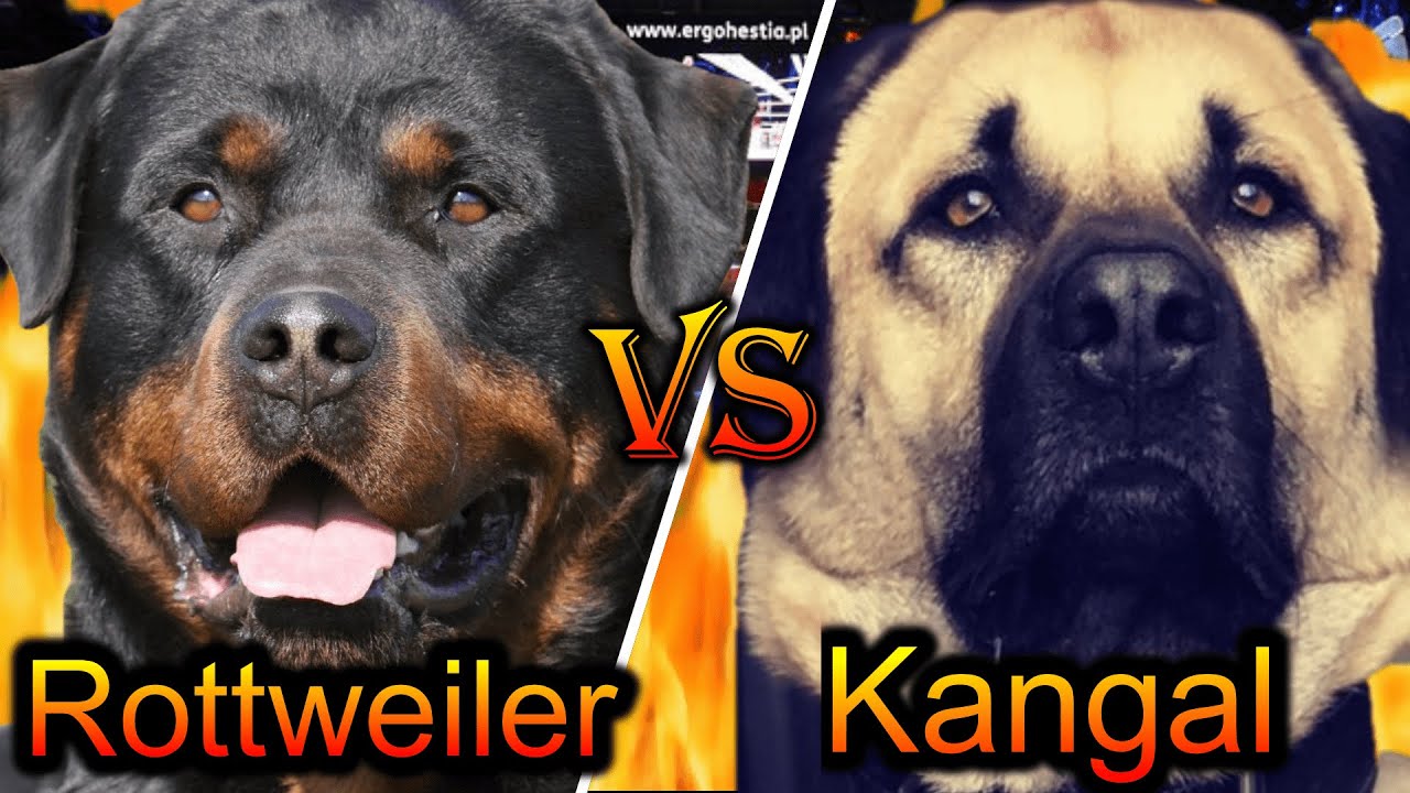 Kangal 2020 | Kangal vs | Epic Battle | 14 Points Comparison | Billa Boyka| - YouTube