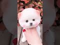 Cute pomeranian puppy  funnyshorts animallover funnyanimals