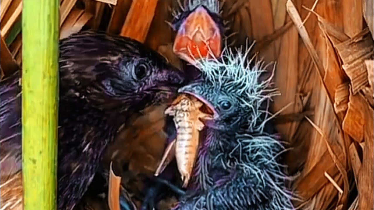 SERANGGA MEMATIKAN UNTUK BAYI BURUNG