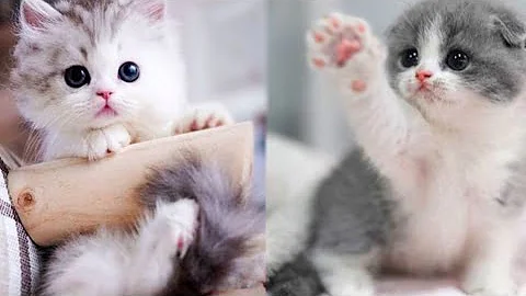 Video 10529471: cutest kitty cats, cats compilation cute funny, cat dog kitty, laugh cats dogs funny, baby cats