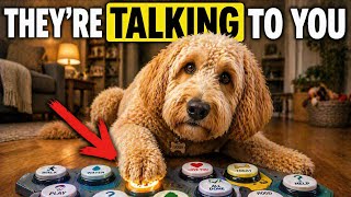 Scientists Just Decoded What Button-Pressing Dogs Say