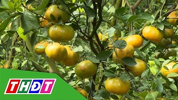 Sản lượng quýt hồng dồi dào cung ứng Tết 2026 | THDT