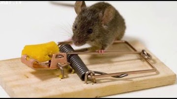 Cái Bẫy Chuột - Mai Loan ANTV