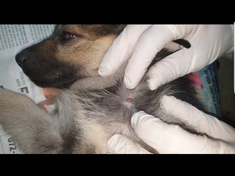طريقة علاج كلب صغير من القراد بعدد ملاين😱How to treat ticks on dogsمع معتز مطور
