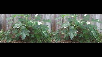 QooCam EGO - First test of 3d camera side by side video footage.