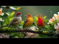 Relaxing Piano Music with Bird Sounds | Nature Sounds for Deep Calm