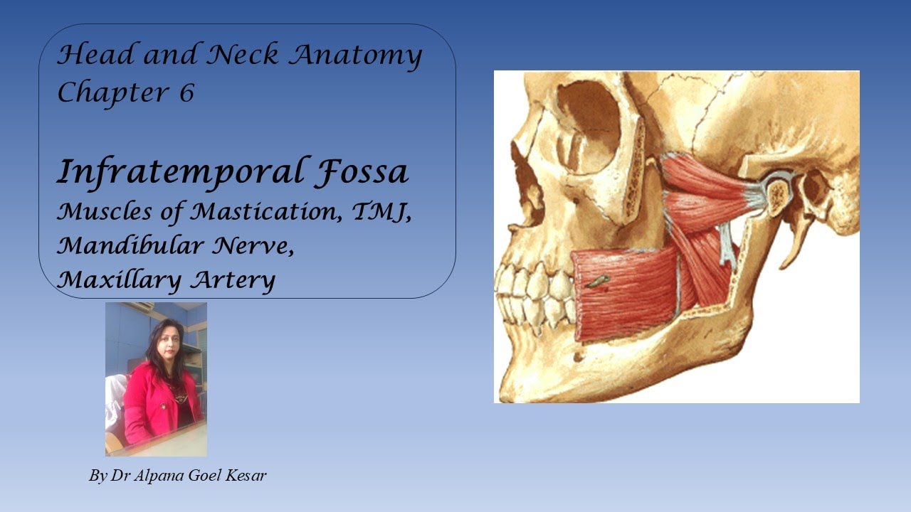 6. Infratemporal Fossa | Mastication Muscles | TMJ| Mandibular Nerve| Head and Neck Anatomy in 1 day