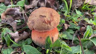 Suillellus luridus, October 29, 2022