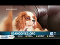 Twin Falls animal rescue seeks donations through Idaho Gives campaign