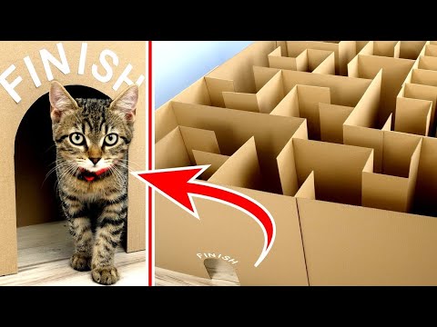 GIANT Maze Labyrinth for Cat Kittens. Can they EXIT?