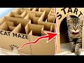 Giant maze labyrinth for cat kittens can they exit