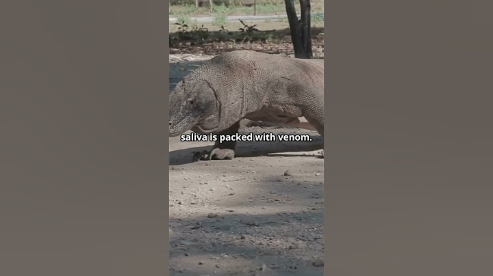 Discover 5 Amazing Komodo Dragon Facts!