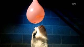 Cat and water balloon (the fish is fine)