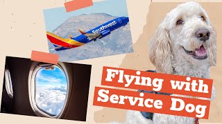 Flying with Service Dog//2022 DOT rules by Dallas The Service Doodle 26,933 views 1 year ago 15 minutes