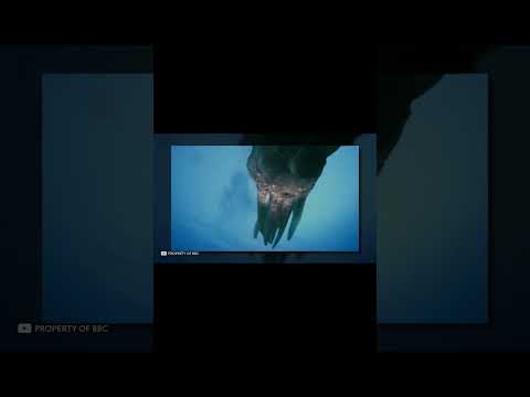 الحبار الضخم عصور ما قبل التاريخ 