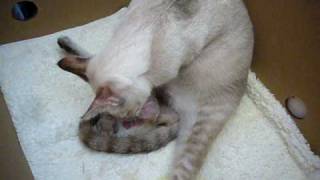 Many people ask me only one cat? here are the second part of video,
she has 7 kitties all : http://www./watch?v=f2wtlwejgcq other videos:
http...