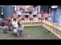 lustiger Hühnersprung bei der Wurmfütterung