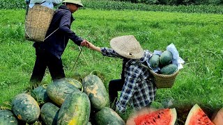 Experience a day of picking watermelons to sell together- happiness with a small gift for your child