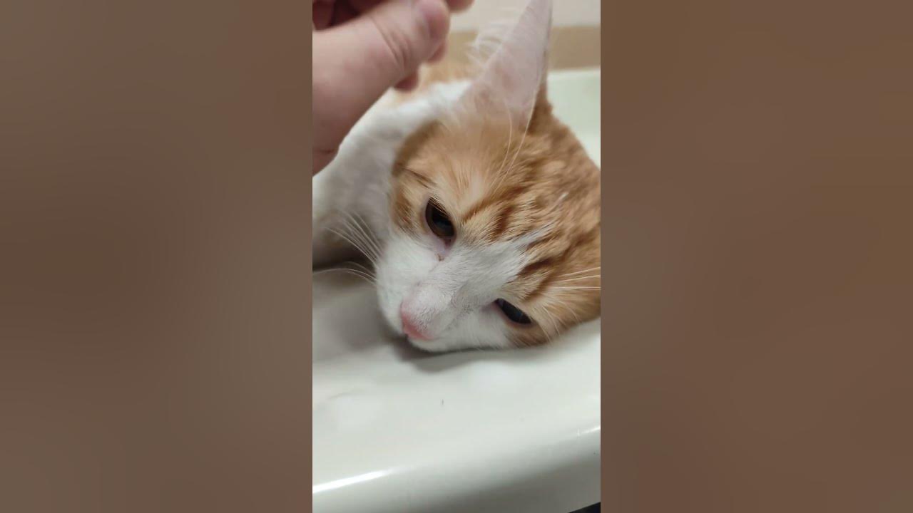 Кот без наркоза. Кот без наркоза
