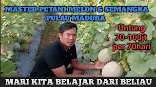 8 TAHUN BERTANI MENJADI MASTER PETANI MELON DAN SEMANGKA Bos Melon Madura #melon #semangka
