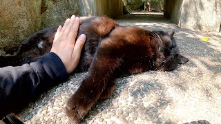 ぽっちゃり体型の黒猫とクリーム猫が庭園で爆睡する