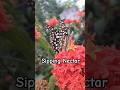 || 🦋 Butterflies Sipping Nectar - Nature's Beauty 😍|| #shorts #ytshorts #zealoustolearn