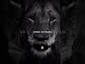 #lion