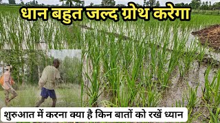 धान में खाद प्रयोग विशेष सावधानियां ज्यादा पौधों की ग्रोथ/ Manure and special information in paddy