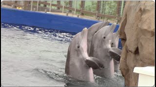 Bottlenose Dolphin Presentation  Mississippi Aquarium  March 23, 2021