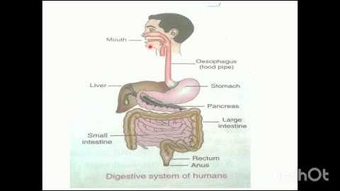 MUNMUN@ DAV4 BOKARO CLASS-4, SCIENCE, CHAPTER 1-MY BODY