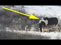 The horse met six wild wolves and did what made the photographer ćry out