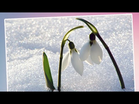 Песня Встречайте праздник песнями.