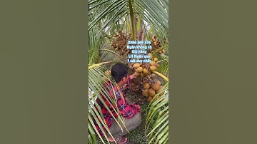 Cây Dừa xiêm Mã Lai lùn sai trái | 0386569374 - Ngọc Ngân Bến Tre | Chuyên cây độc lạ