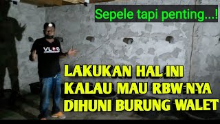 LAKUKAN HAL INI KALAU MAU RBW NYA CEPAT DIHUNI BURUNG WALET