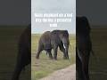 Relaxed male elephant on a hot day
