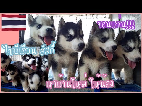 การให้อาหาร #ไซบีเรียน ฮัสกี้ #เลี้ยงหมารวมกันหลายตัว